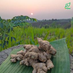 পাহাড়ি জুমের আদা (১ কেজি)